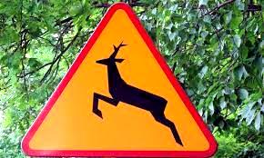 na tle zieli znak ostrzegawczy &quot;zwierzęta dzikie&quot;. żółty trójkąt w czerwony obramowaniu, na którym widnieje wizerunek jelenia w czarnym kolorze.
