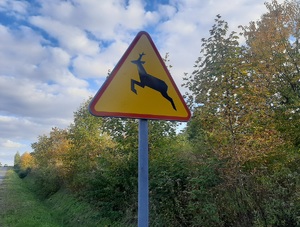 ostrzegawczy znak drogowy &quot;dzikie zwierzę&quot; - żółty trójkąt z wizerunkiem biegnącego jelenia