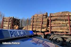 Naczepa ciężarówki wyładowana pniami ściętych drzew